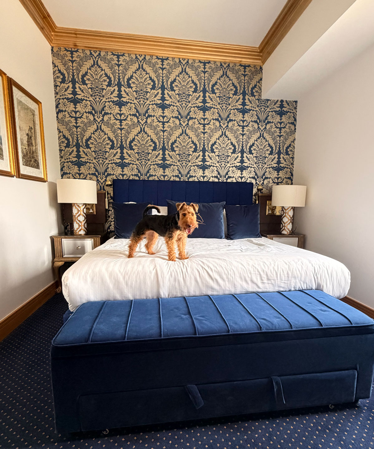 Ada, a Welsh terrier, standing on the bed of a hotel room at The Polo Club,
                  navy velvet headboard and damask wallpaper behind her