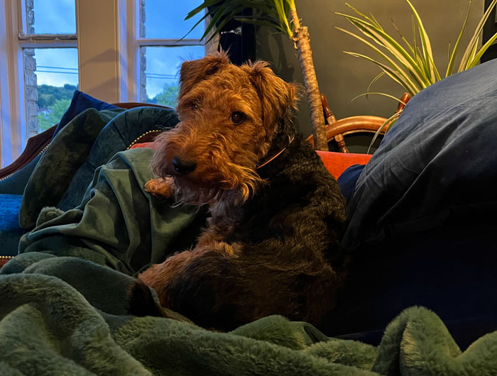 Ada, a Welsh terrier, curled up among green blankets in a sunlit sitting room