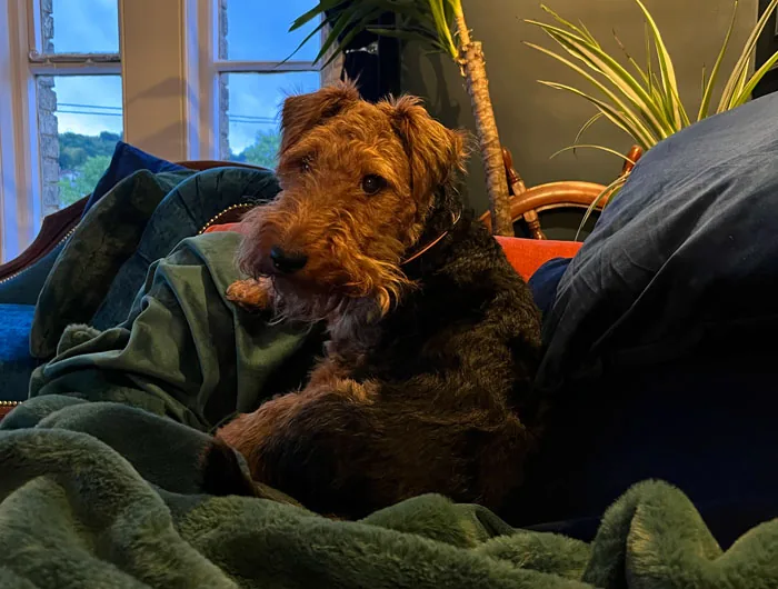 Ada, a Welsh terrier, curled up among green blankets in a sunlit sitting room