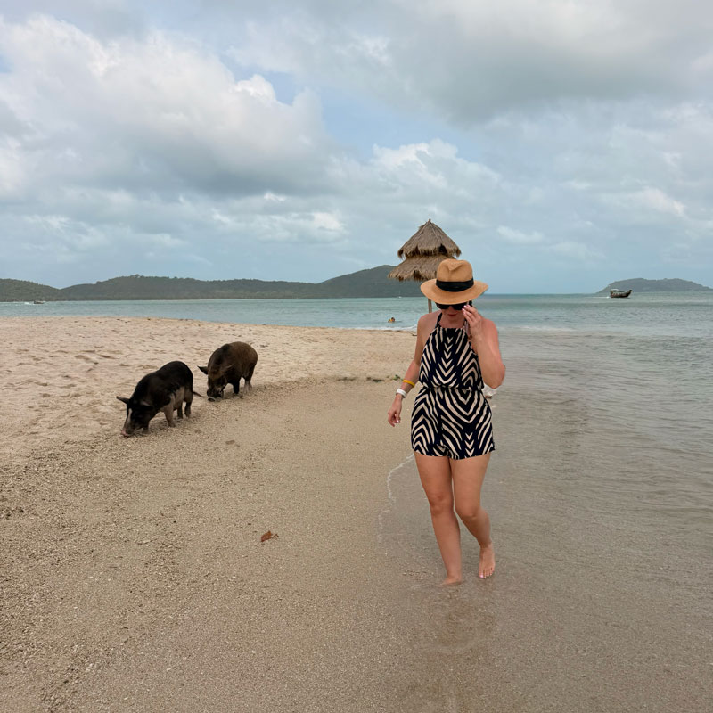 Pig Island Koh Samui — pigs on the beach during a day trip excursion from Celeste Hotel