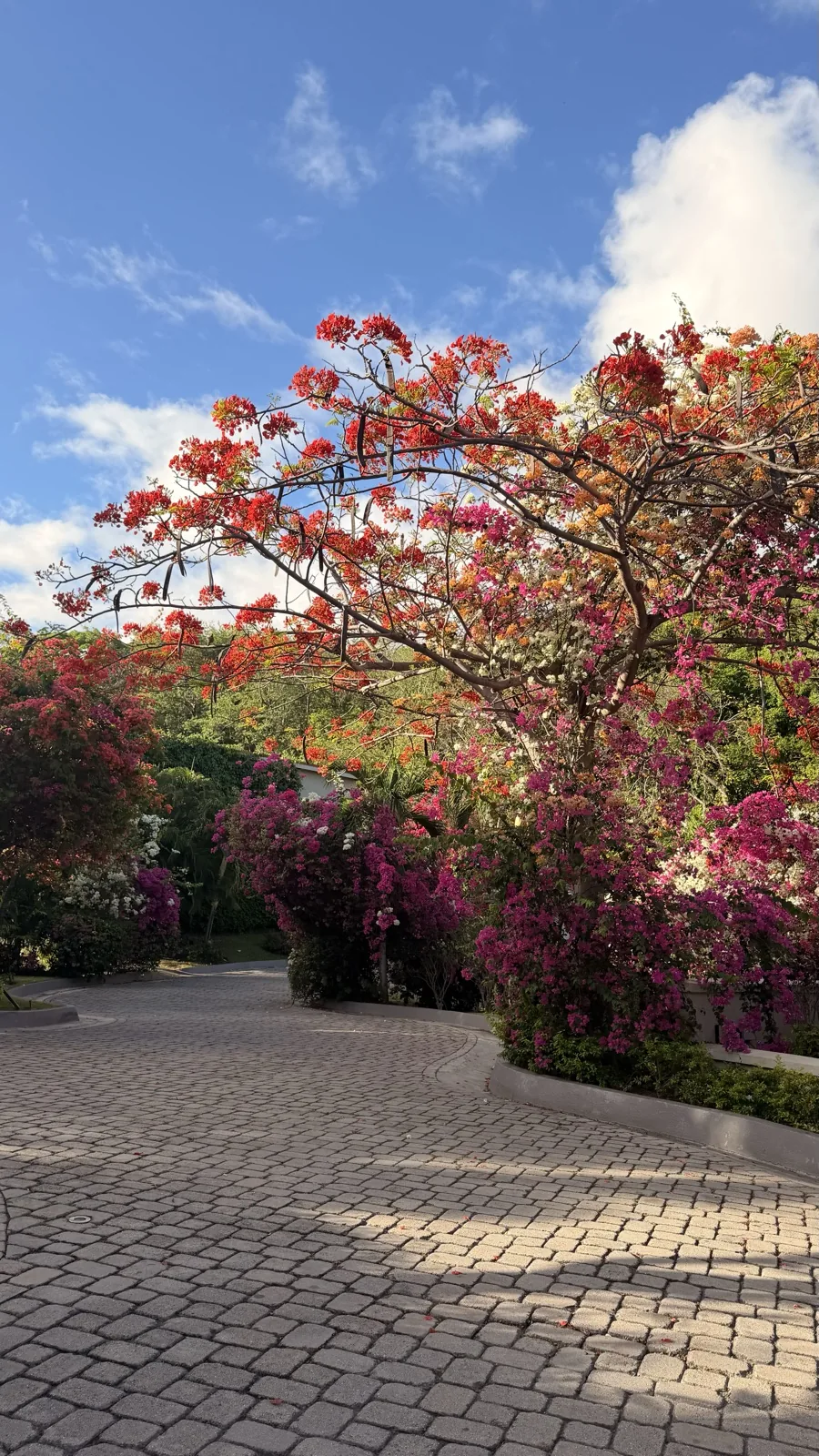 Flame trees and bougainvillea over the cobbled driveway into the BodyHoliday