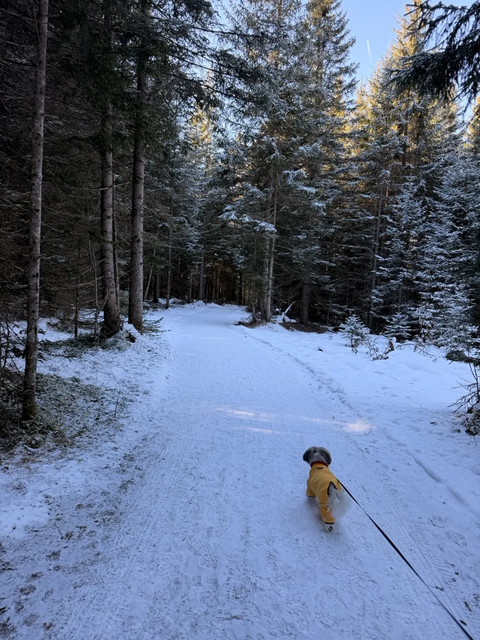 Daisy the Shih Tzu in her yellow coat on a snowy cross country trail through the pine woods beside Hotel Kristall