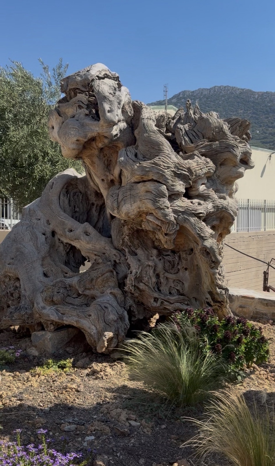 The gnarled trunk of an ancient olive tree in the grounds at Vassilakis Estate, Crete