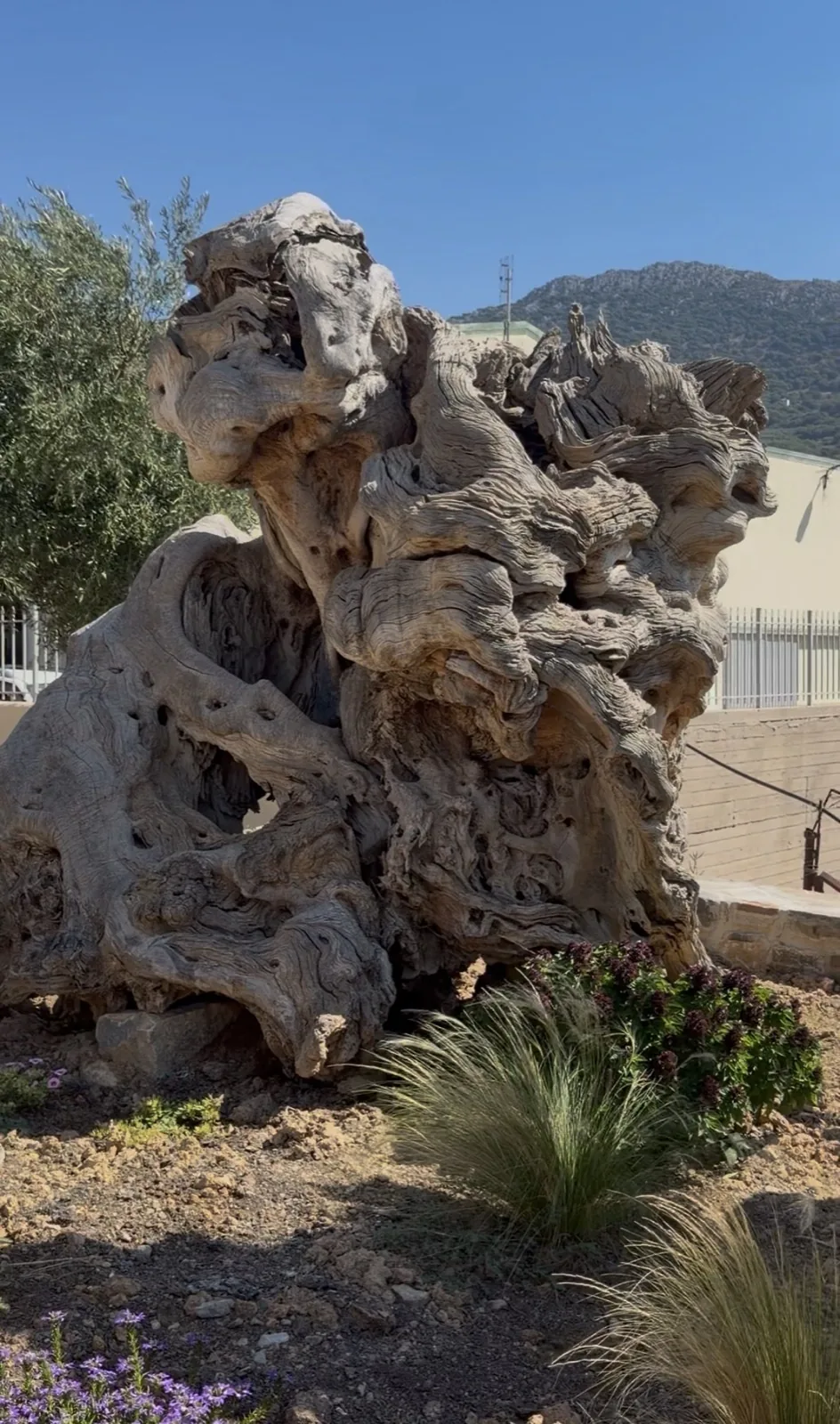 The gnarled trunk of an ancient olive tree in the grounds at Vassilakis Estate, Crete