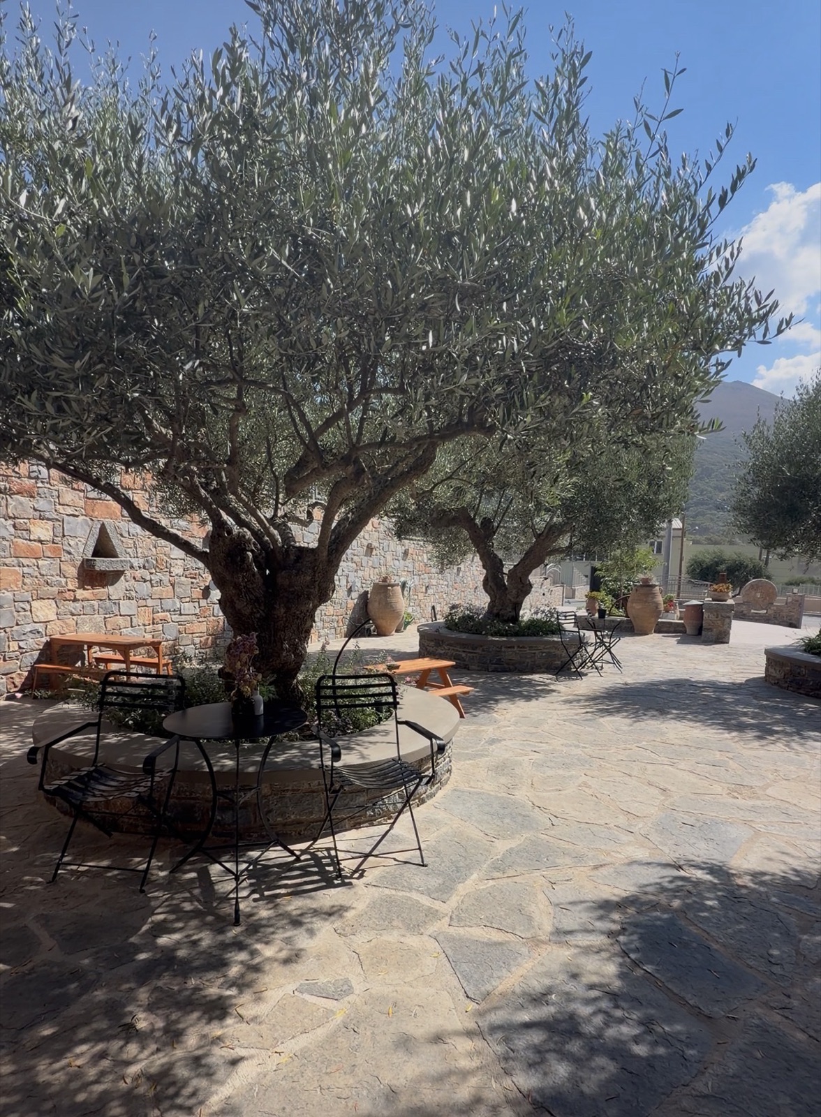 The stone courtyard at Vassilakis Estate, shaded by an olive tree with a circular bench around its trunk